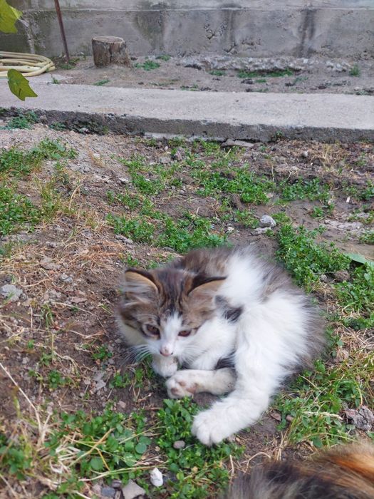 Мушук болалари текин