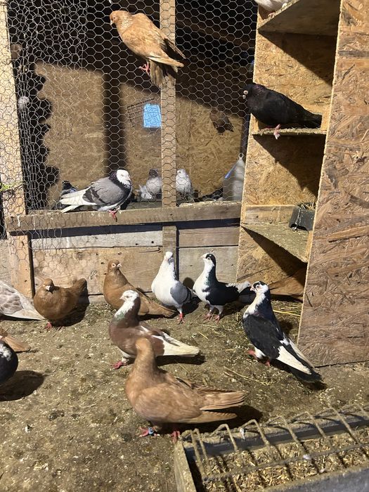 Jucatori pana simpla