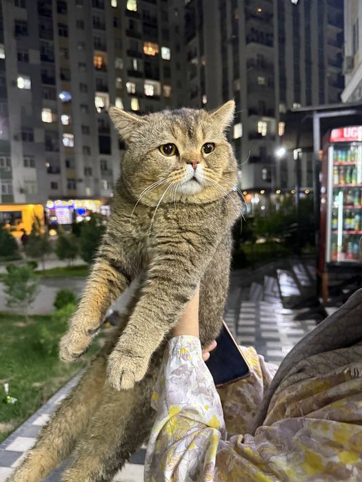ТОЩКЕНТ ЯНГИ ЧОШТЕПА. Мушук сотилади пародаси (British shorthair)
