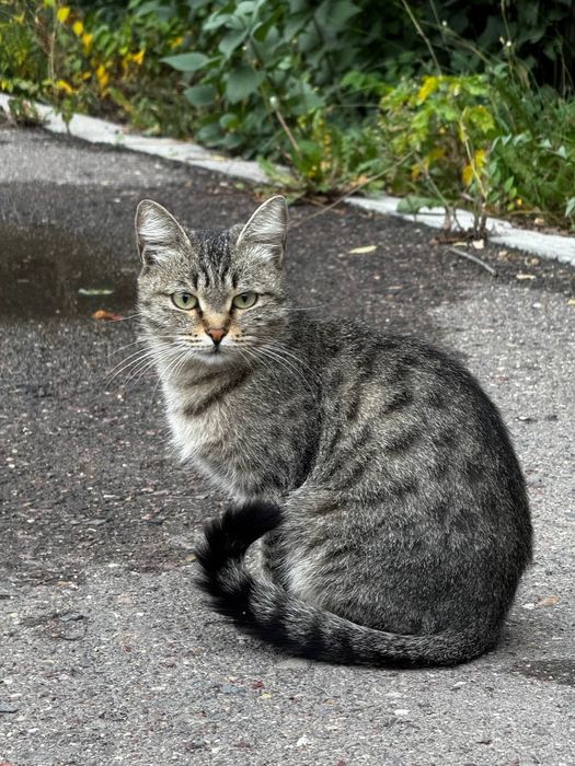 Ищем дом для кошки
