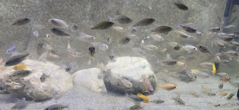 Ciclide africane malawi aulonocara mbuna firefish