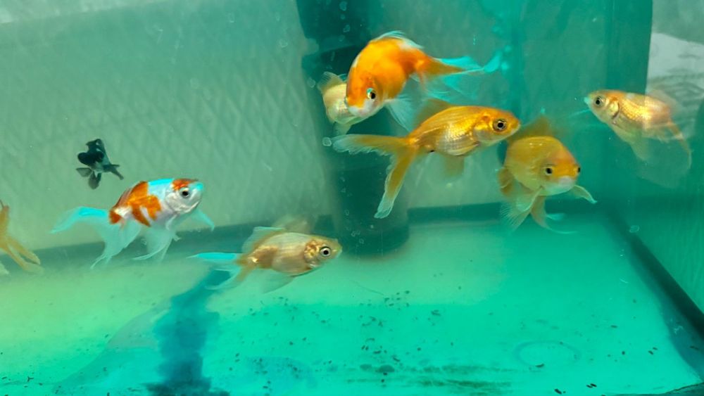 Золотые рыбки большие