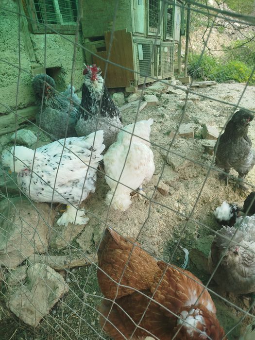 Vând pui de găină moțați