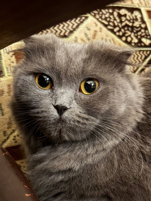 Скотиш фолд котята