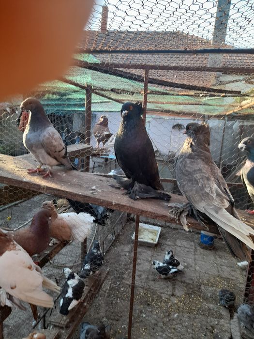 Porumbei de agrement