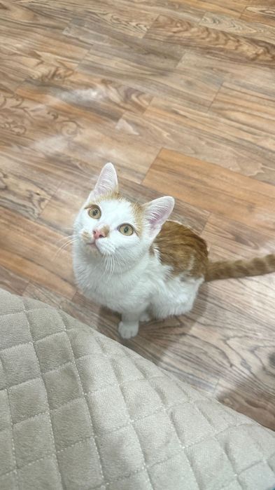 Пристраивается кот кастрированный