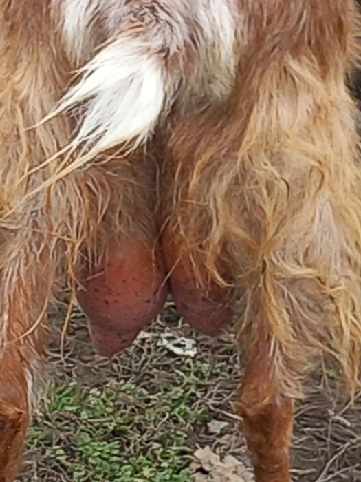 Vând 2 capre (francez alpina și românească)