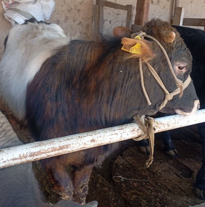 Продается бык 1 ,2 месяца