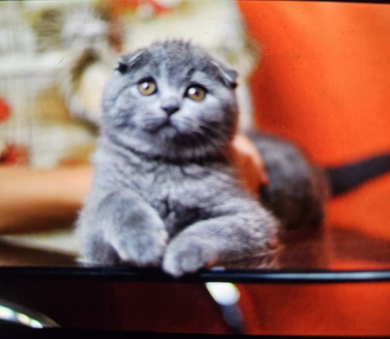 Scottish fold blue  shorthair