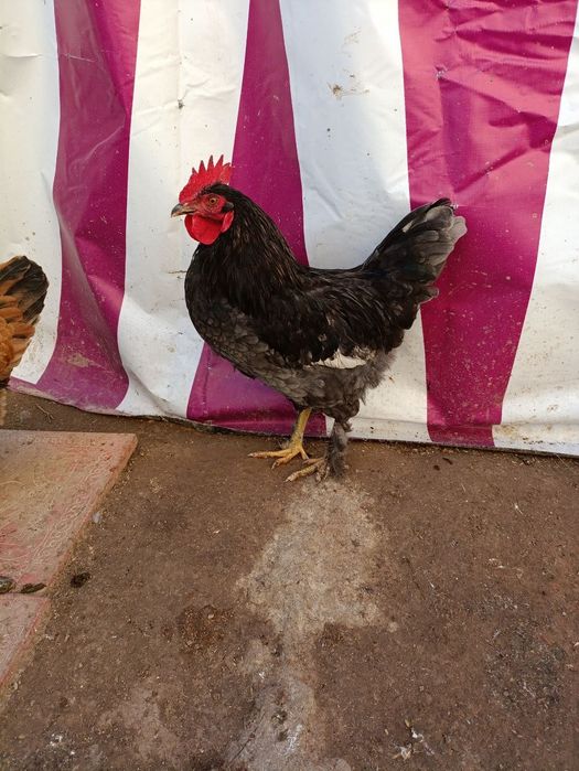 Продам молодых петухов