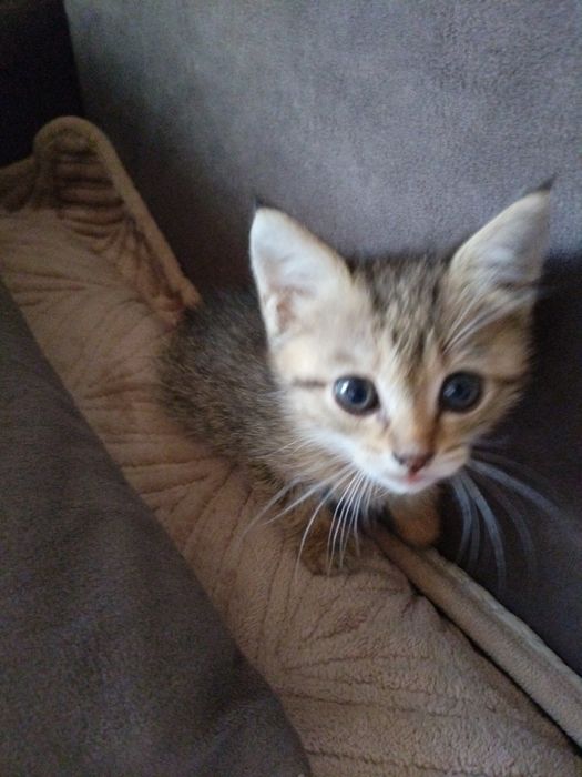 Отдам котёнка бесплатно