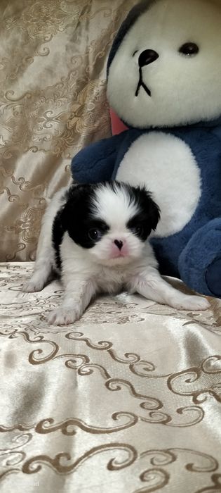 Девочка японского хина.