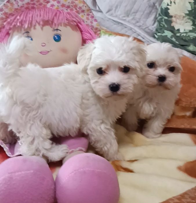 Щеночки мальтийской болонки