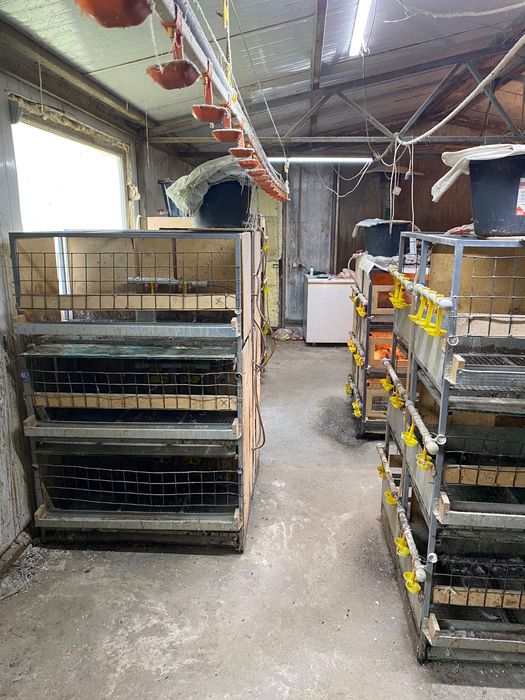 Клетки для курей