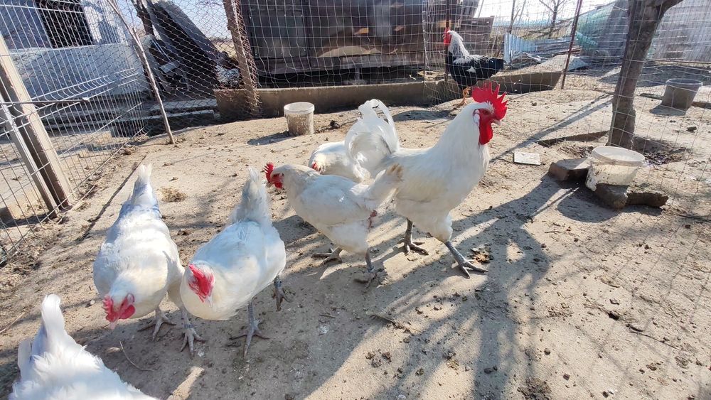 Cocosi La Bresse alb