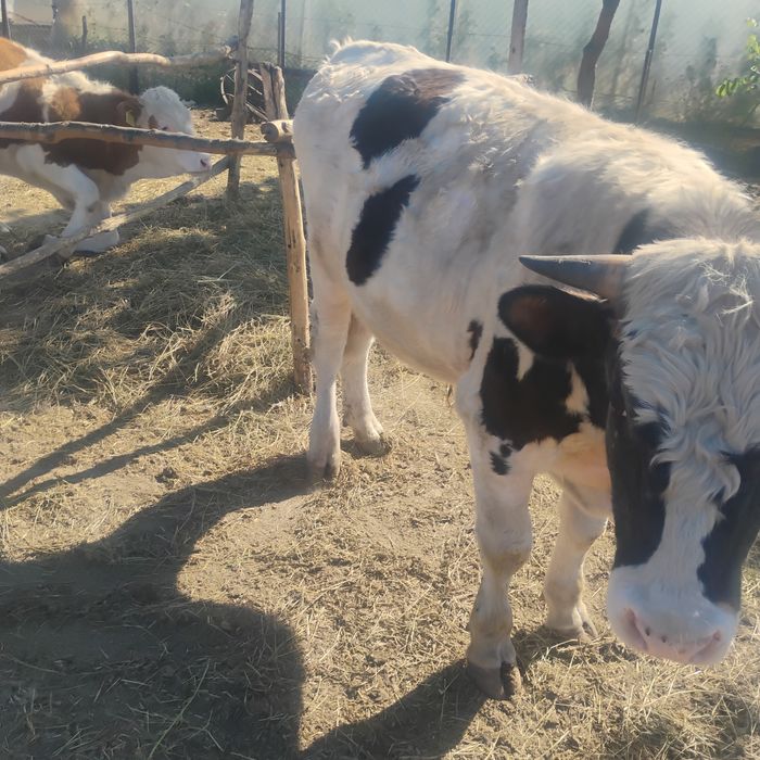 Vând 5 tăurași ce se văd