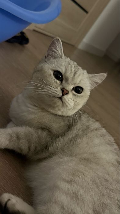 Котенок хорошему руку