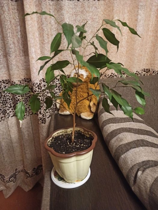 Фикусы для офиса и дома