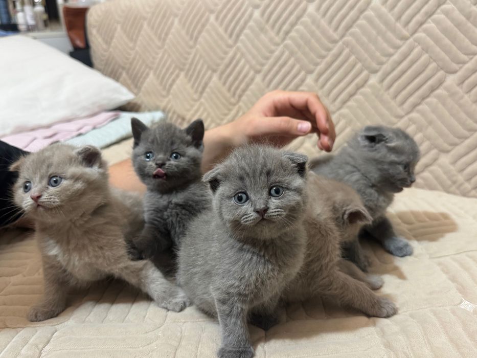 Продается шотландский котенок  скоттиш страйт