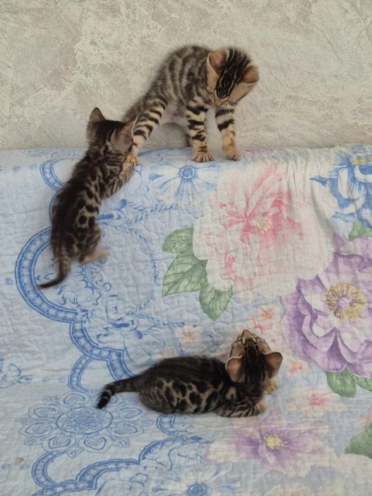 Продаю Бенгальских  котят
