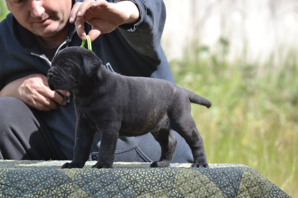 Cane Corso Cuib cu pedigree