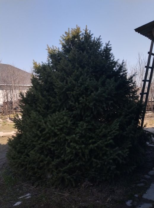 Ёлка сатам алам десеңіз звандаңыздар