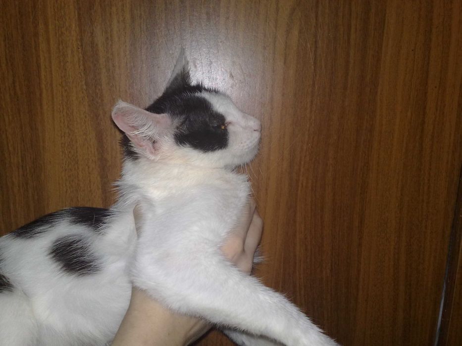 Пристраивается красивая кошечка лиза, 1 годик.