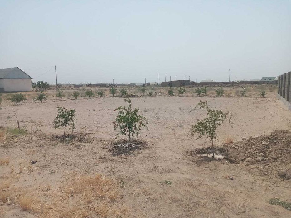 Сотилади Текисланган анор кучатлари экилган.