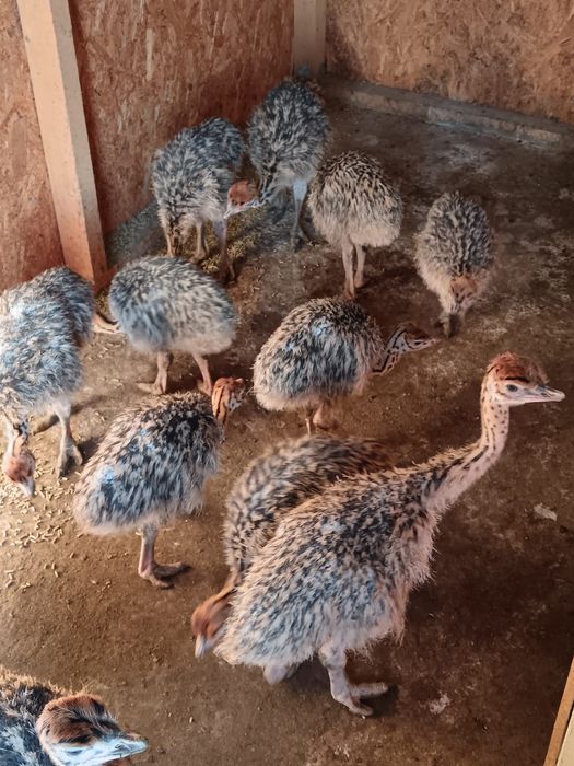 Preluam comenzi pui de struti