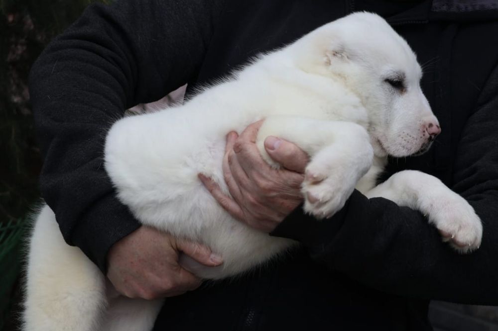 Белые ,тяжёлые алабаи