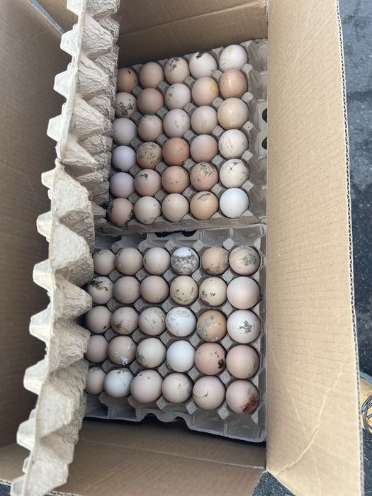 Инкубационный яйцо бройлера