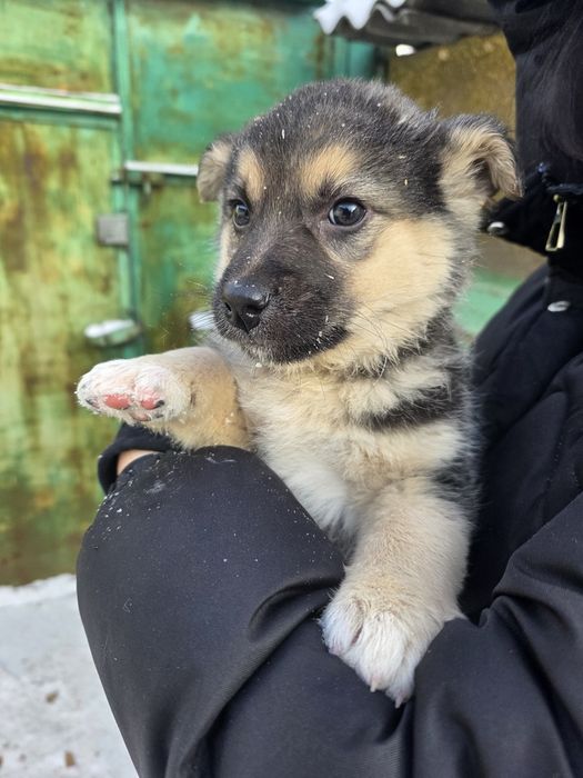 Щенки срочно ищут дом