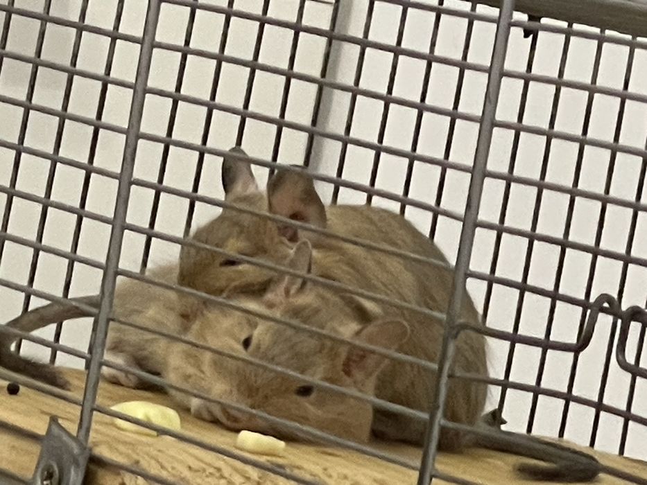 Veverite degu/ le dau urgent!!!! Urmeaza sa ma mut din tara!!!