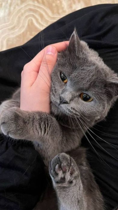 Британская кошка