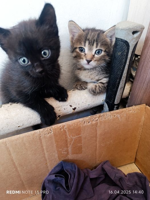 Котята в добрые руки