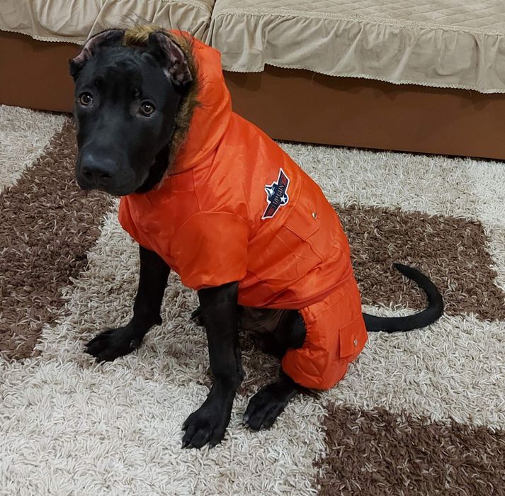 Куртка для собаки