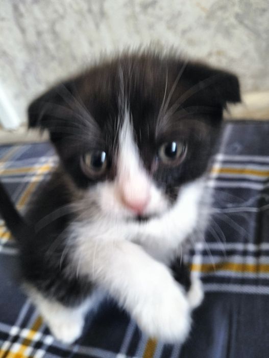 Отдам британских котят бесплатно