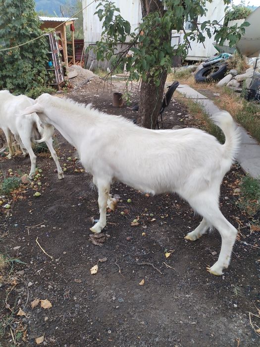 Козел, теке, козы вязка, случка