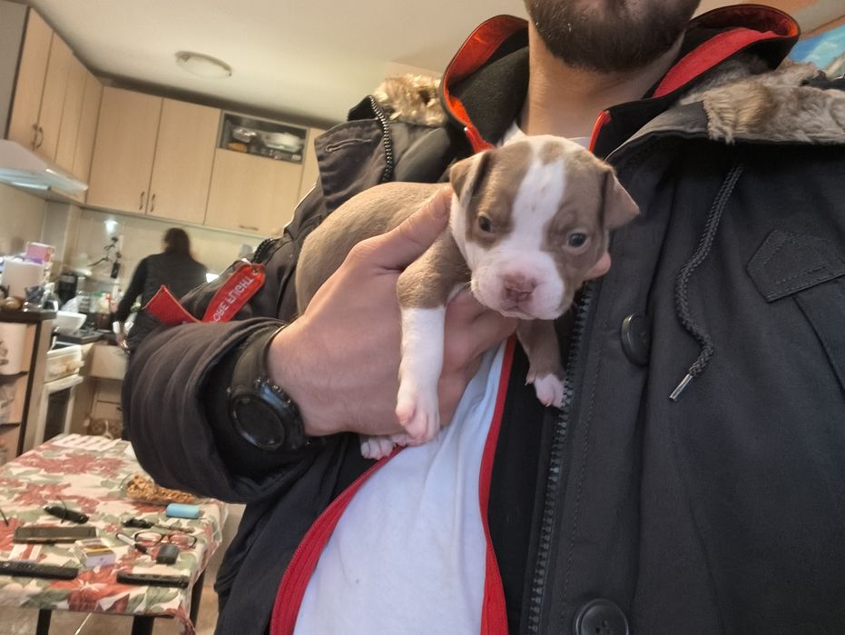 Питбулчета бебета