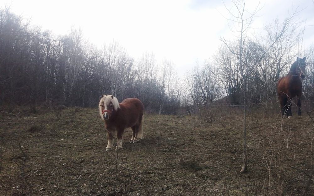Ponei ( mascul ) rasa Shetland - Scoția