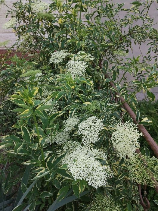 Кустарник Бузина