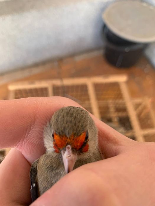 Сава Киргизия срочно сотилади