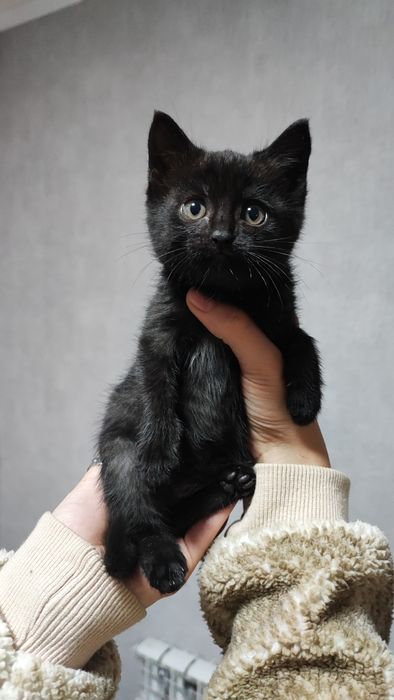 Котята ищут семью