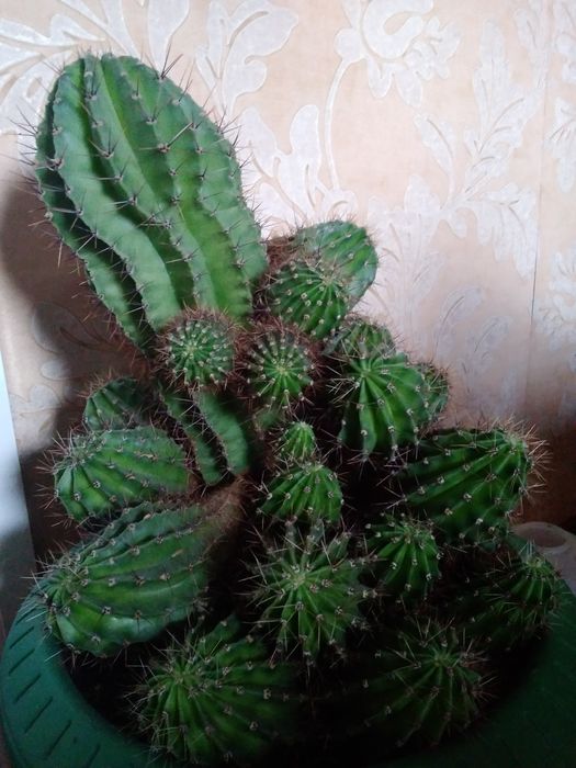 Молодой цветущий кактус