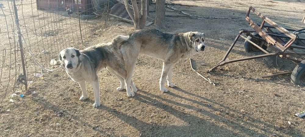 Күшіктер сатылады