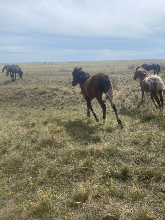 4,5 жасар бие сатылады