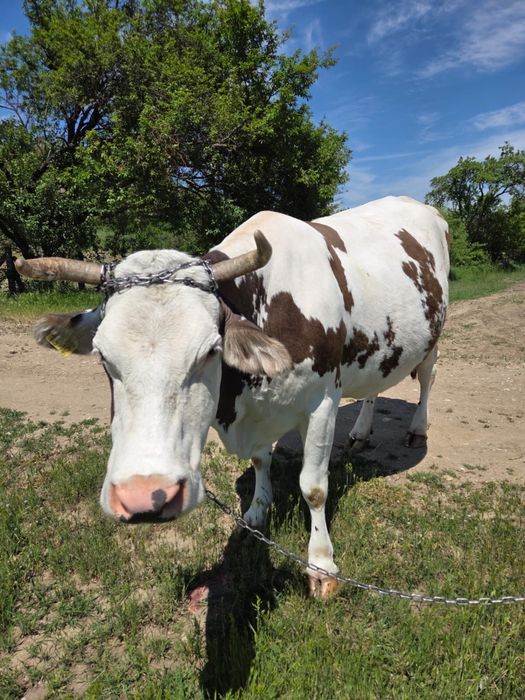 Vand vaca gestanta