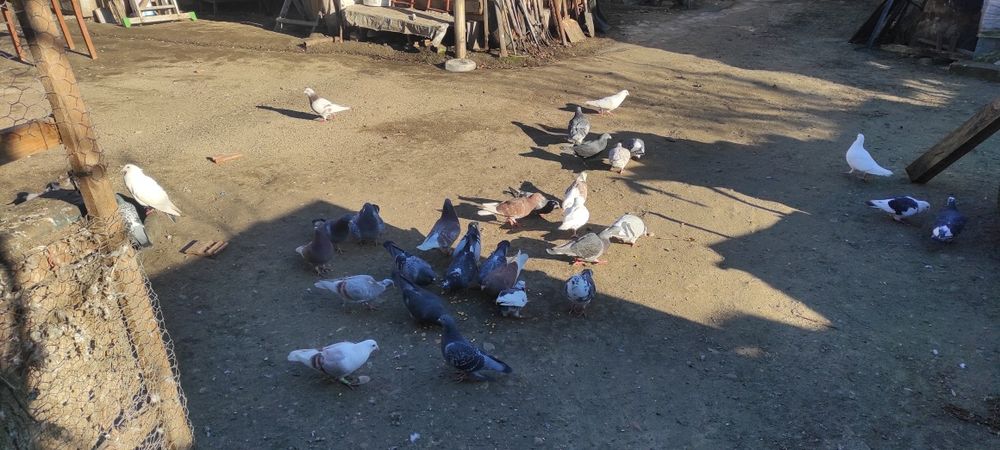 Vand porumbei  toti sunt inelati si cu bricoane