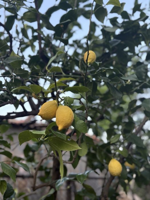 Дърво Лимон в саксия