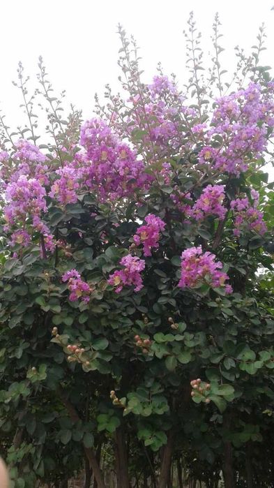 Индийский серен гуллари